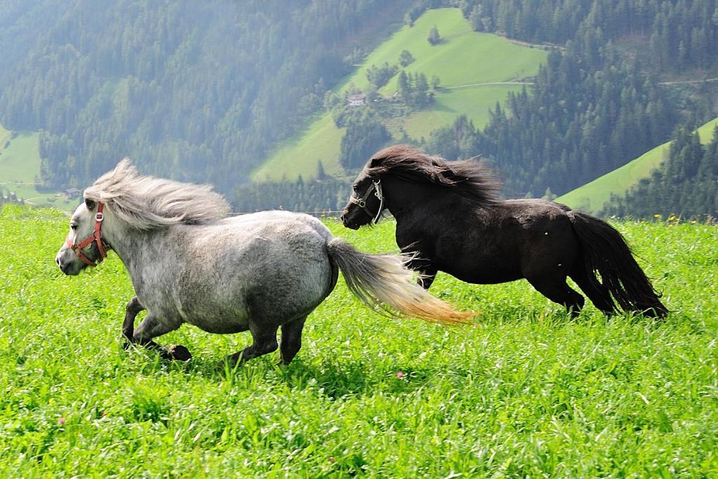 Hotel Kompatscherhof Luson Dış mekan fotoğraf